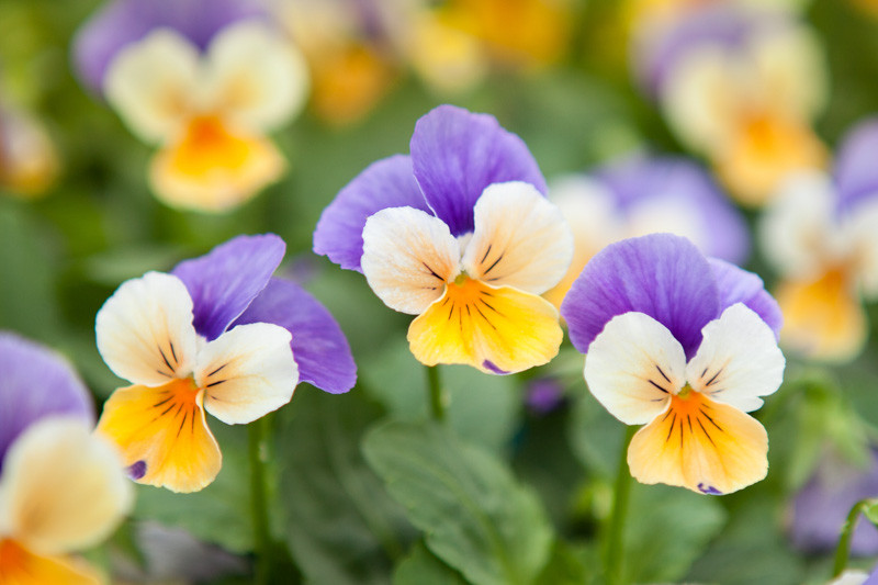 Pansies, Pansy, Annual Flowers